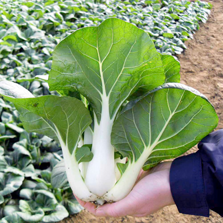 Unbranded Pak Choi Chu Choi F1 Seeds Average Seeds 70