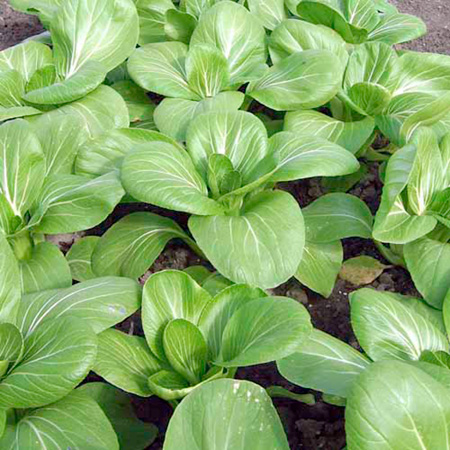 Unbranded Pak Choi Mei Qing Choi F1 Plants Pack of 16 Plug