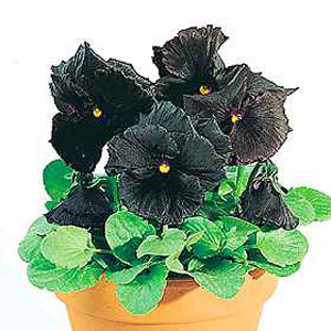 One of the most impressive black flowers in cultivation today. Bushy  compact plants bearing medium 