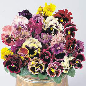 A choreographed medley of dazzling frilly blooms. A fun and frivolous variety that merits centre sta