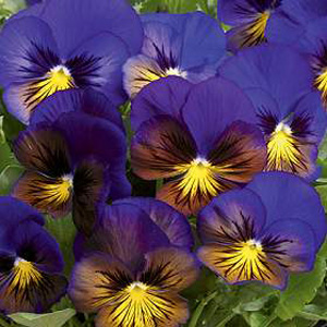 Spectacular flowers in an unusual colour combination. Sure to create an eye-catching display in spri