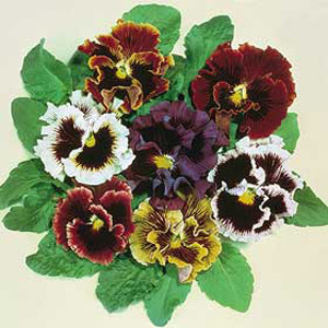 Unique strain with distinctly waved and ruffled blooms and colours deep  velvety and conspicuous  ma