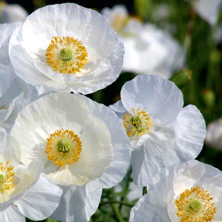 Unbranded Papaver Bridal Silk (Poppy) Average Seeds 900