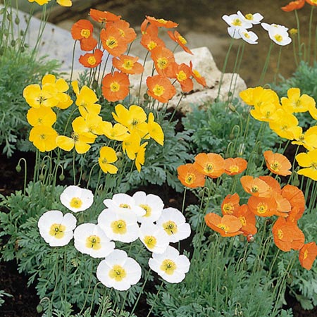 Unbranded Papaver Summer Breeze F1 Seeds Average Seeds 40