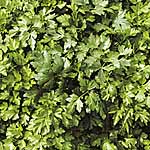 Unbranded Parsley Gigante DItalia Seeds 438029.htm