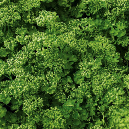 Unbranded Parsley Paravert Seeds Average Seeds 500