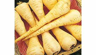 Selected for quality and resistance to Canker  a very good medium-sized parsnip of tapering shape. T