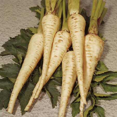 Unbranded Parsnip Exhibition Seeds Average Seeds 600