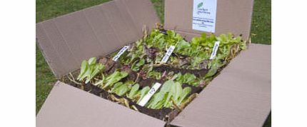 This garden packageis ideal if you want to grow your own fruit, veg and salad but are limited on space, as the plants grow well in containers or grow bags. Many of the plantsare also suitable forwindow boxes, in the garden or borders. With a littl