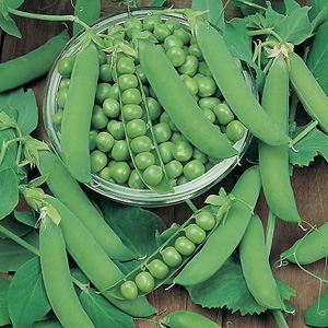 Unbranded Pea Ambassador Seeds