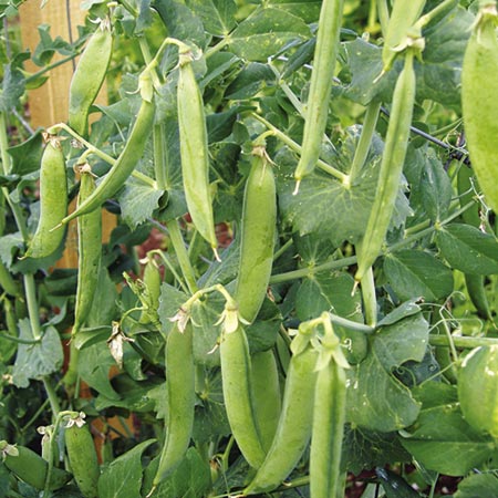 Unbranded Pea Peawee 65 Seeds Average Seeds 290