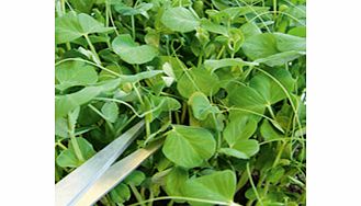 Unbranded Pea Shoots Seeds - Twinkle