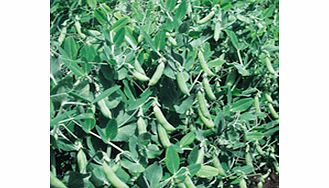 An early and very productive variety  producing good crops of well-filled pods with peas that are de