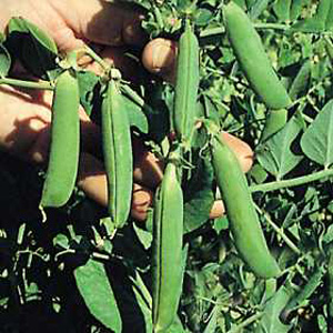 Unbranded Pea Twinkle Seeds