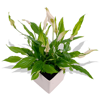 Unbranded Peace Lily - flowers