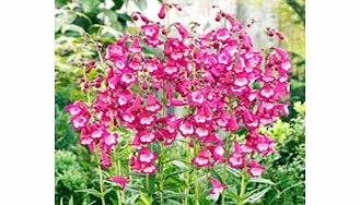 Unbranded Penstemon Pensham Plant - Amelia Jayne