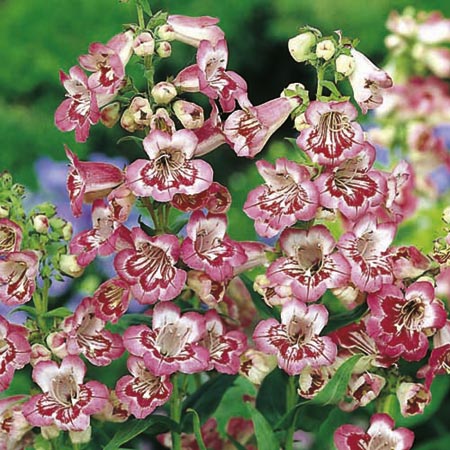 Unbranded Penstemon Tubular Bells Rose Plants Pack of 16