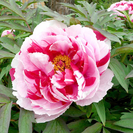 Unbranded Peony Shimanishiki 1 Bare Root Plant