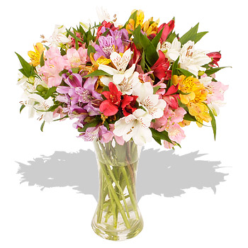 Unbranded Peruvian Lilies - flowers