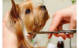 Whether you want topamper your pooch, surprise yourfeline friend or treat your guinea pig, this grooming session is a great way to show everyones favourite family member just how much they mean to you. This wonderful experience is available at ove