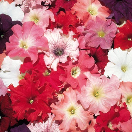 Unbranded Petunia Aladdin Mixed F1 Seeds Average Seeds 140