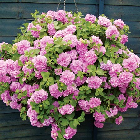 Unbranded Petunia Double Flowered Surfiniaandreg; Plants