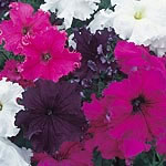 Huge trumpet-shaped flowers  each one delicately frilled  in a beautiful range of colours  make this