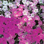 Petunia Ocean Mix F1 Seeds