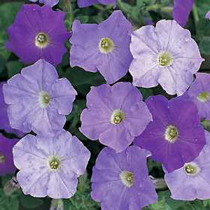 The heavenly blooms of this stunning Petunia fade delicately through shades of mauve  blue and white