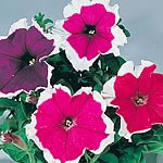 Petunia Picotee Mixed Colours F1 Seeds