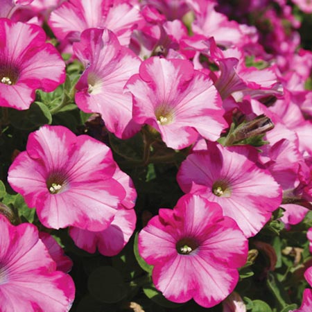 Unbranded Petunia Raspberry Blast Plants x 6 (Trailing)