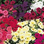 Unbranded Petunia Sundance Seeds - Salmon F2 423400.htm