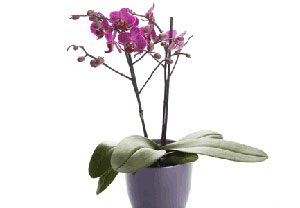 Unbranded Phalaenopsis Purple Orchid