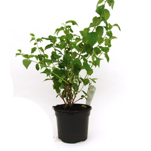 Unbranded Philadelphus Virginal