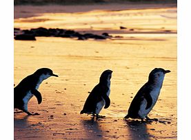 Experience the wonder of Phillip Island Nature Park with this half day tour to see the seals, koalas, kangaroos and of course the Little Penguins that call this island home.