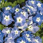 Unbranded Phlox drummondii Blue Lagoon Seeds 427434.htm