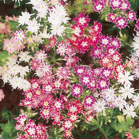 Unbranded Phlox Drummondii Twinkling Stars Seeds Average