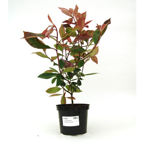 This evergreen shrub has red leaves that turn green as they mature. Panicles of creamy-white flowers