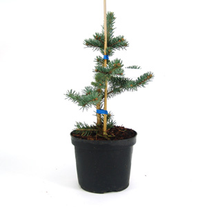 A small  evergreen  coniferous tree of conical shape with blue-grey  needle-like foliage  the Colora