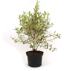 Unbranded Pittosporum tenuifolium Elizabeth