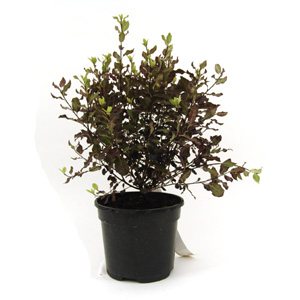 Unbranded Pittosporum tenuifolium Tom Thumb - Pittosporum