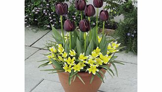 Unbranded Plant-O-Mat Patio Preplanted Bulbs - Tulips