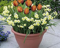 Unbranded Plant-O-Tray Patio Preplanted Bulbs -