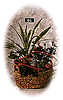 Planted Basket Arrangement