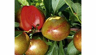 Unbranded Pluot Tree - Flavor Supreme