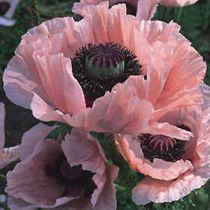 A poppy with large vibrant flowers  often 5 inches across  of an intense and vivid coral pink. From 