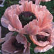 This special batch of seeds produces orientale poppies like never before seen with vivid coral colou