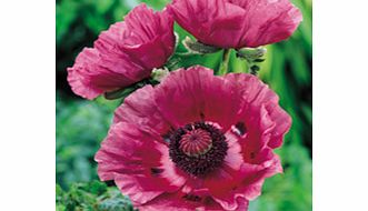 Unbranded Poppy Plants - Pattys Plum