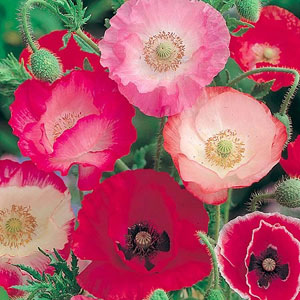 Poppy Shirley Mix Seeds