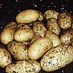 Unbranded Potato Juliette - 3 kg 479037.htm